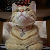 ピンクのチョーカーがお似合い