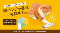 スマホから寄付できるイエローハットの「猫パンチ募金」。なんと！お家の中でぬくぬくしている「猫ちゃん」も安全に参加できます（画像提供：イエローハット）
