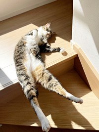 4歳、階段上でひなたぼっこしながらお昼寝するソックスくん（画像提供：ソックスとビスケットさん）
