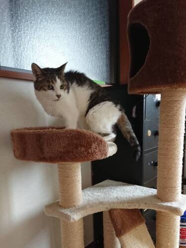 ９ちゃんは足腰丈夫。階段もキャットタワーも登ります。気が強いけど繊細な面もあるので、体調は常にチェック（成田さん提供）