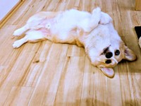 へそ天になってくつろぐニコくん（画像提供：くぅこ@コーギーのいる暮らしさん）