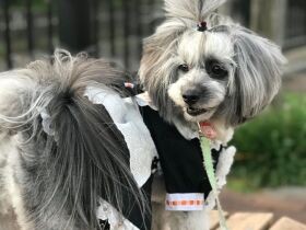 お花見しながらお散歩だよ　ポメプー「ラム」メイド服でコスプレ