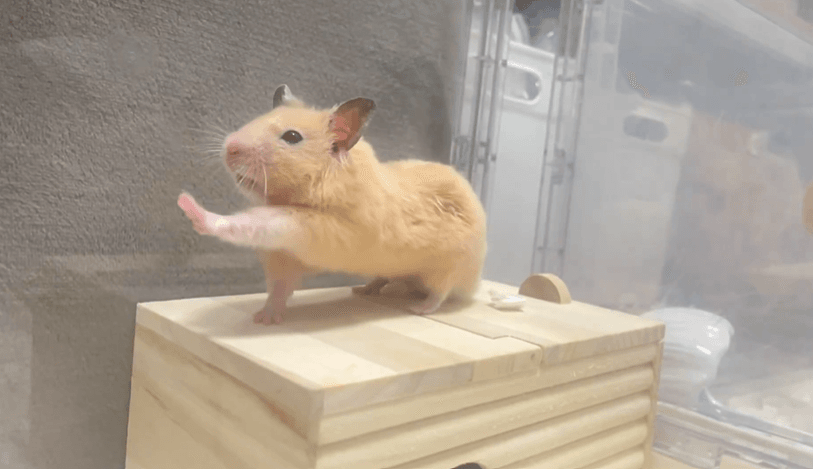 お手本のようなヨガのポーズを見せるナゲットくん（提供：Chira/Taki (ちらたき)さん）