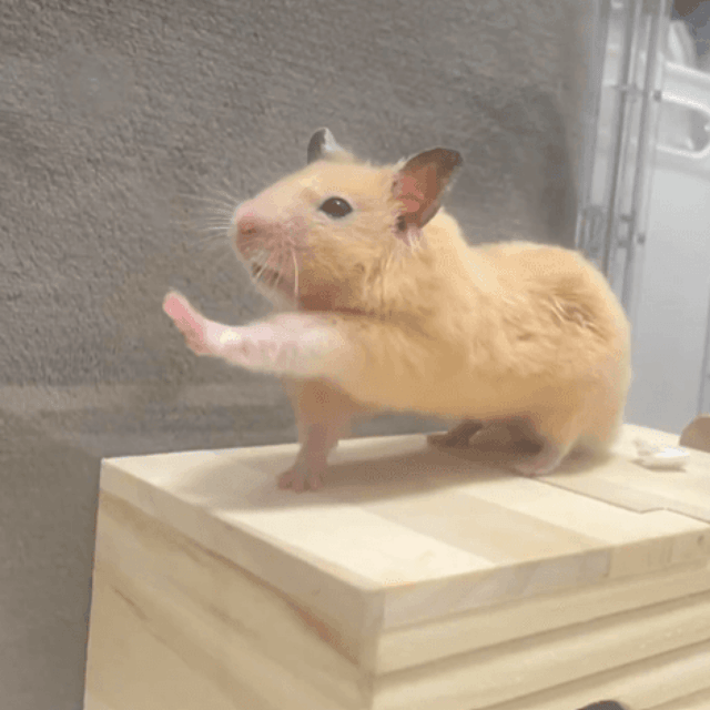 お手本のようなヨガのポーズを見せるナゲットくん（提供：Chira/Taki (ちらたき)さん）