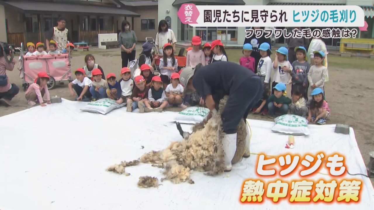 幼稚園児がヒツジの毛刈りを見学　触れ合いを楽しむ　宮城・加美町