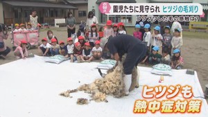 幼稚園児がヒツジの毛刈りを見学　触れ合いを楽しむ　宮城・加美町