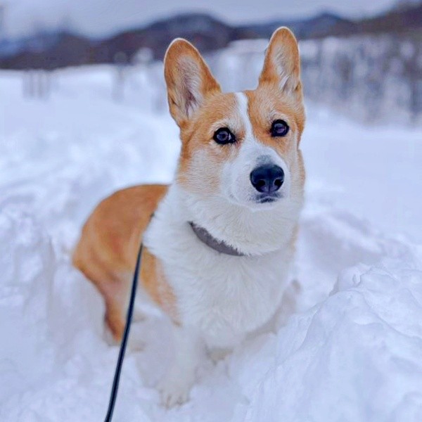 真っ白な雪に大きなお耳と美しい茶と白の被毛が引き立つこいたろうくん（画像提供：看板犬こいたろうとtetさん）