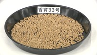 香川県が開発した「さぬきの夢」の新品種・「香育33号」