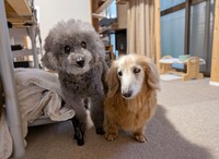 はるちゃんとじろくん（提供：犬と猫と下僕さん）