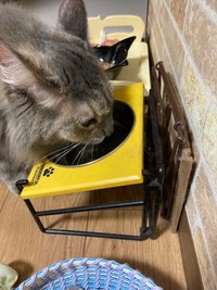 見つかってよかったね！るちゃちゃん（るちゃちゃんの飼い主さん提供）