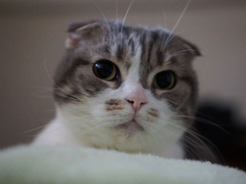 ちびはシャイ。私が訪ねても棚から降りないことが多い。でも母とは仲良し