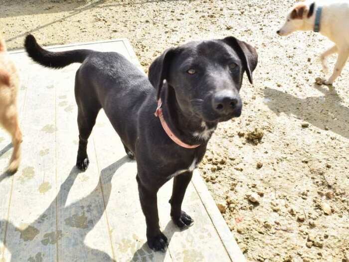 元気いっぱい駆け回る保護犬たち