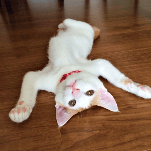 床上でへそ天！ 元気いっぱいのむぎちゃん（画像提供：むぎさん）