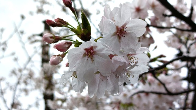 【速報】高松市でサクラが満開　3月25日に開花発表、平年より3日早く満開に