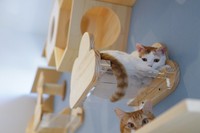 キャットステップで、のんびり