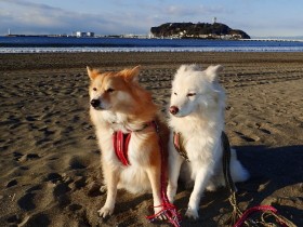 365日欠かさずウンチを拾う日々　妻のはできないが愛犬のは嫌だと感じない謎