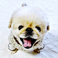 弾けるような笑顔がキュートなてんてんくん（画像提供：てんてんの毎日さん）