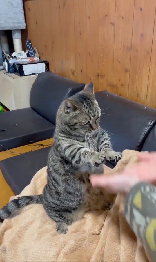 「飼い主の遊びに付き合わされてるニャ…」（動画からキャプチャー／提供：はると さん）