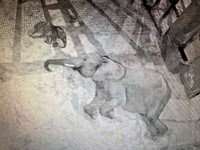 親子で向かい合ってスヤスヤ…zzz（2025.10.20 安佐動物公園提供）