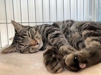 お迎え数日後、安心してすやすや眠るソラくん（画像提供：そらのしっぽさん）