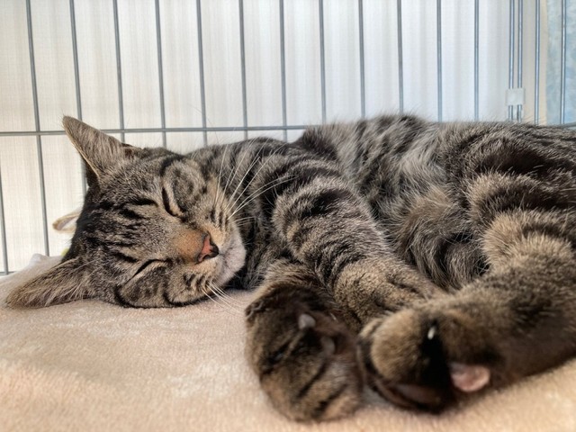 お迎え数日後、安心してすやすや眠るソラくん（画像提供：そらのしっぽさん）