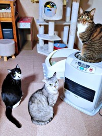 程よい距離感で過ごすようになった（左から）あんこちゃん、先住猫のしじみくんとみとんちゃん（画像提供：しじみとんさん）