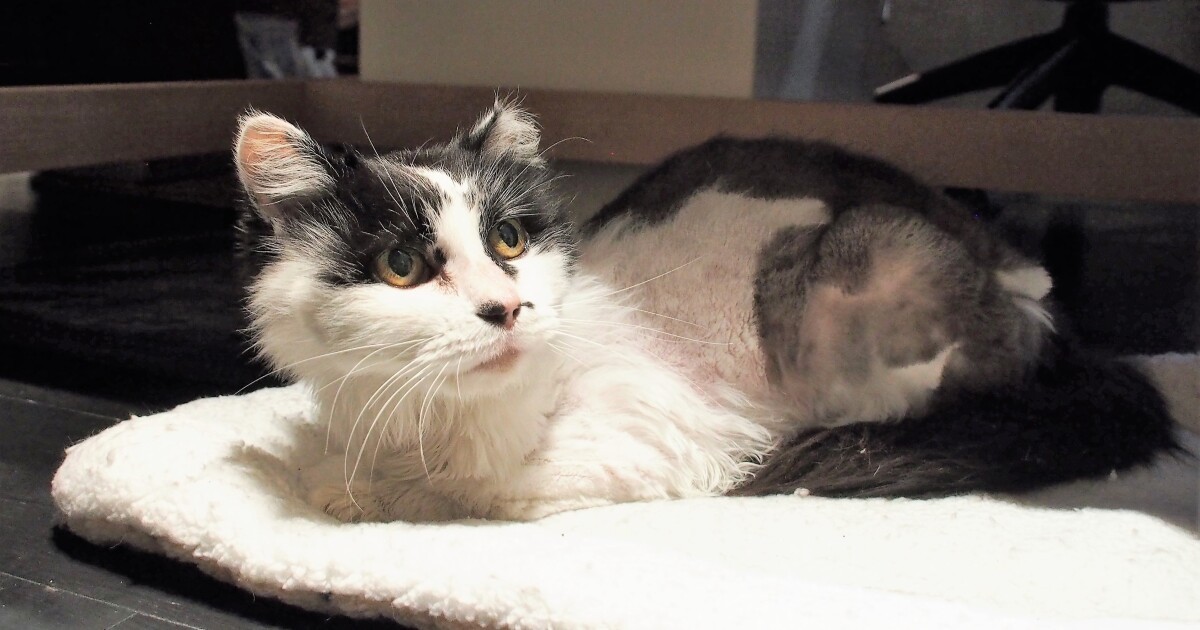 ボロボロねこ winter_cat_title-1024x534.jpg