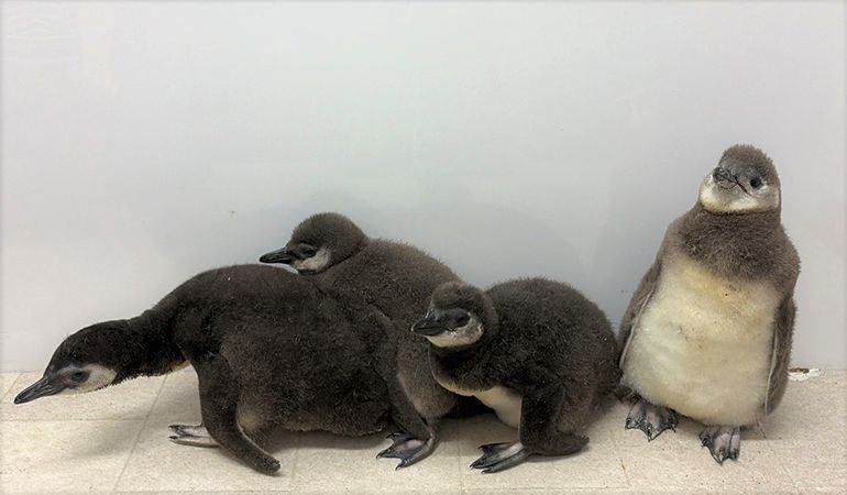 ペンギンの赤ちゃん】すみだ水族館で2羽の7月上旬プールデビューが決定