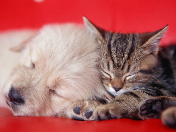 ワクチン接種は飼い主の責任　なぜ、いつ、何を打てばいい？