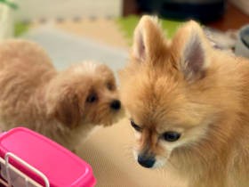 体の弱い先住犬とハイパーすぎる後輩犬　うまくいかない多頭飼育に、湧きあがる罪悪感