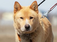 釧路保健所に「迷い犬」として収容された渚