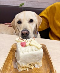 2025年1月6日、6歳の誕生を迎えたロキくん（画像提供：ロキの相方さん）