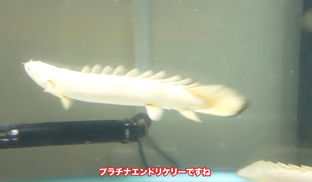 購入したプラチナエンドリケリー／リックさん（@aquarium_rick_agguy）提供