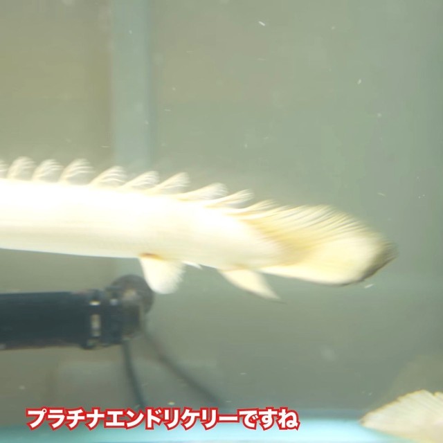 購入したプラチナエンドリケリー／リックさん（@aquarium_rick_agguy）提供