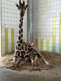 首が長すぎて不思議