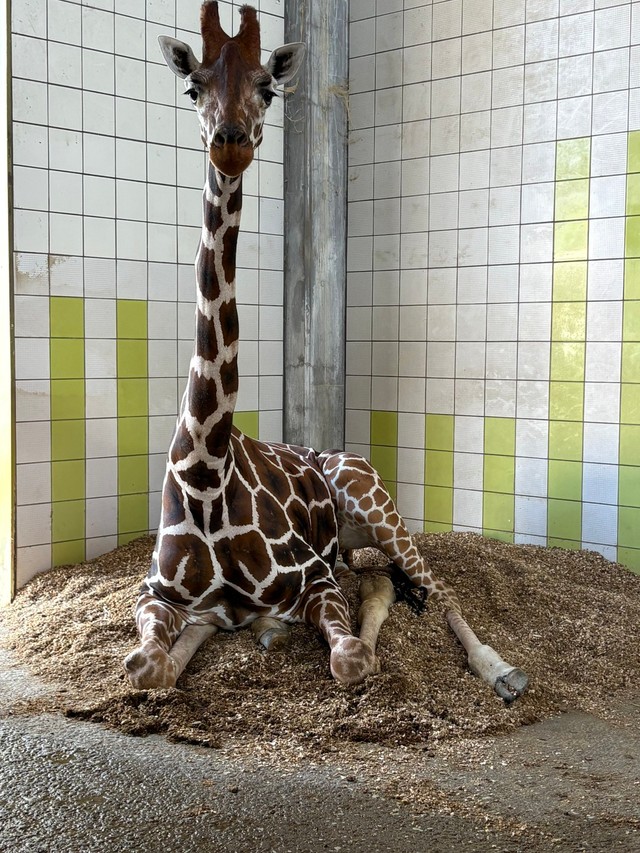 首が長すぎて不思議