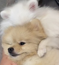 犬が、犬を、吸っています…！（画像提供：ころすけ＆ぺこ ポメラニアン兄妹さん）