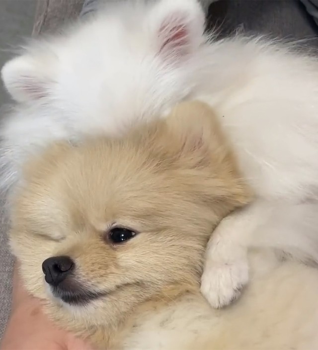 犬が、犬を、吸っています…！（画像提供：ころすけ＆ぺこ ポメラニアン兄妹さん）