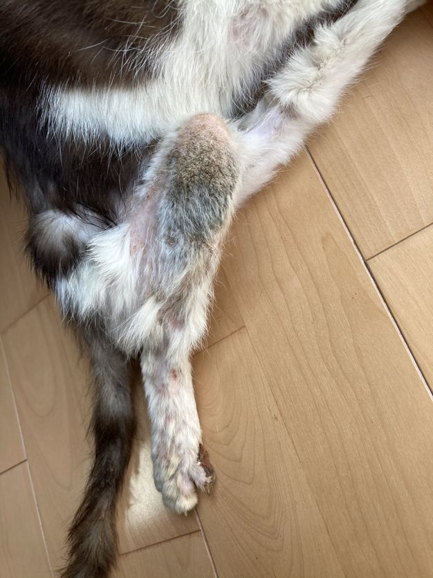足の状態。引きずったことによって被毛が剥げてもいた