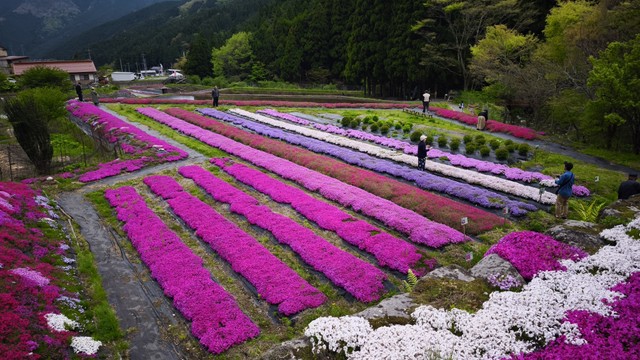 約1万7500株のシバザクラが見頃　岡山・西粟倉村