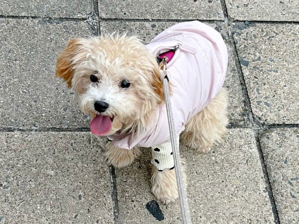 散歩中、笑顔で「帰宅拒否」するボサノヴァちゃん（画像提供：犬を見てさん）