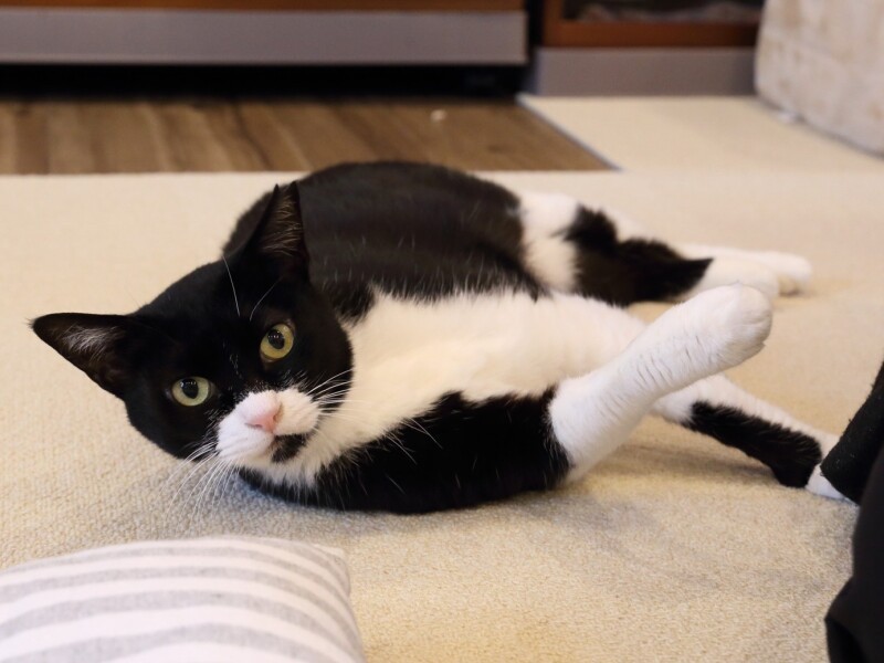 カフェでくつろぐ、マスク黒白の元ドロンジョ嬢。このあと、素敵な出会いがありお引っ越し（保護猫カフェさくら提供）