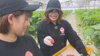 【特集】若い女性中心でこだわりのイチゴ栽培