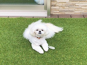 ふわふわの毛がスカートみたい　ミックス犬の「はる」