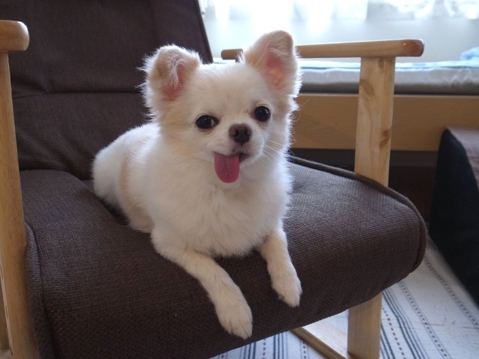 尻尾がふさふさ、実はミックスなの