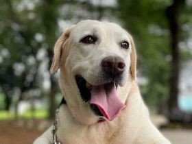 にこにこスマイルで家族みんなを笑顔にするんだ　ラブラドールレトリバー「あずき」