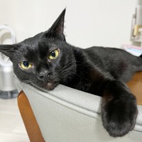 凛々しい表情が素敵なぼたもちくん（画像提供：黒猫おはぎ 林遊眠@劇団ショウダウンさん）