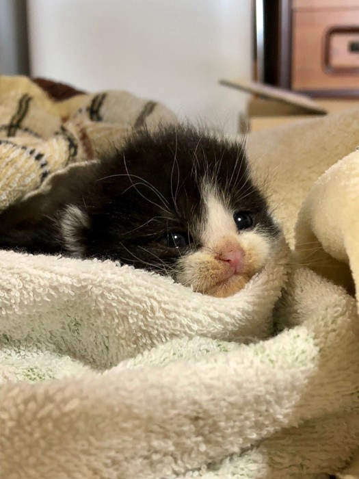 猫を愛するツイ主さんにかわいがってもらってすくすく育ちました（提供：つよいねこさん）