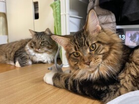 13歳の先住猫の元に生後４カ月の猫を迎えた　「匂いの交換」から始めて距離を縮めた