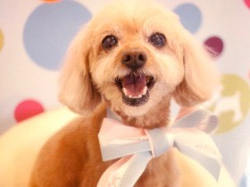 愛犬の旅立ち　闘病かなわず虹の橋のたもとへ